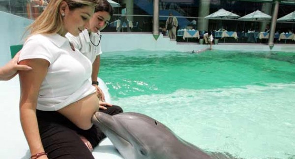 Homodolphinus: szülés delfinekkel (videóval!)