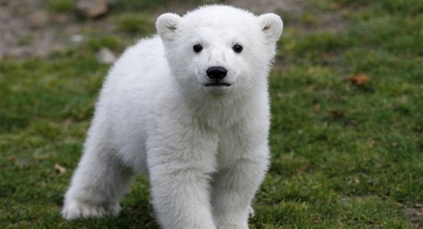 Elpusztult Knut, a berlini állatkert híres jegesmedvéje