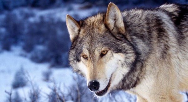 A szürke farkas már nem veszélyeztetett