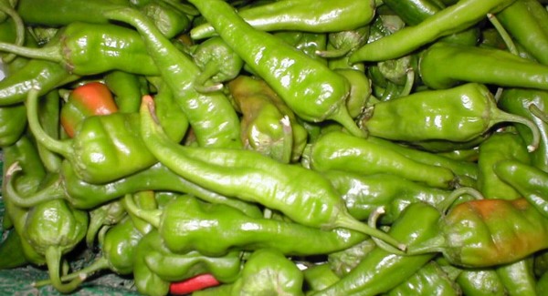 Importpaprika a chili őshazájában