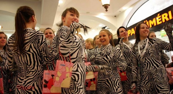 Zebra Day akció Budapesten