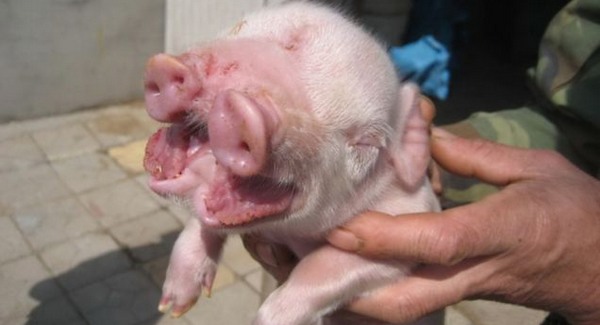 Kétpofájú disznó született Kínában