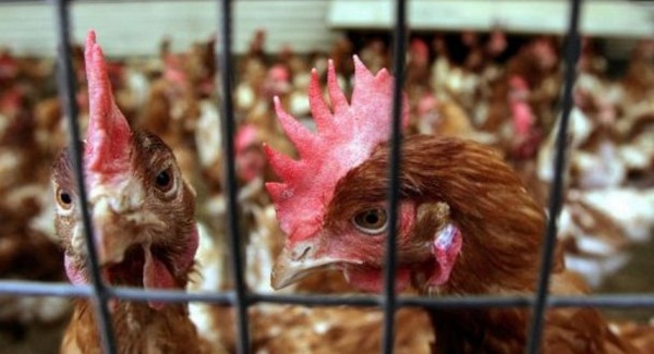 Dioxin-botrány - Több, mint 4700 farmot zártak be Németországban