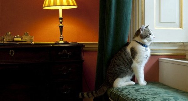 Mégis lett miniszterelnöki macska a Downing Street-en 