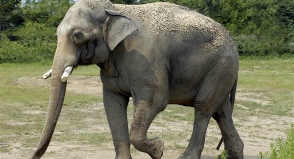 Turistát taposott halálra egy elefánt Thaiföldön