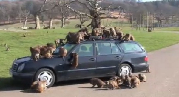 Autóra támadt majmok egy szafariparkban - videó