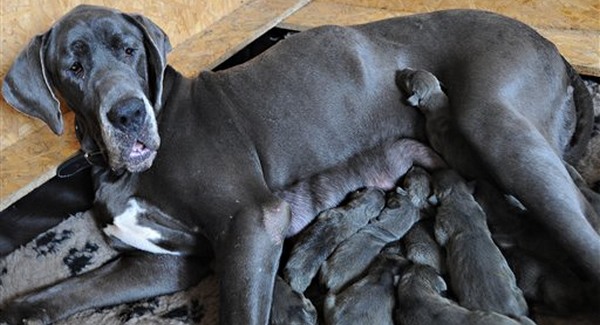 Tizenhetet kölykezett egy dán dog