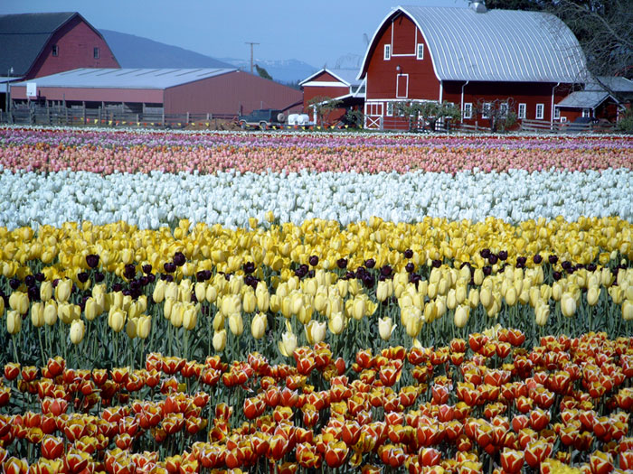 tuliptown2