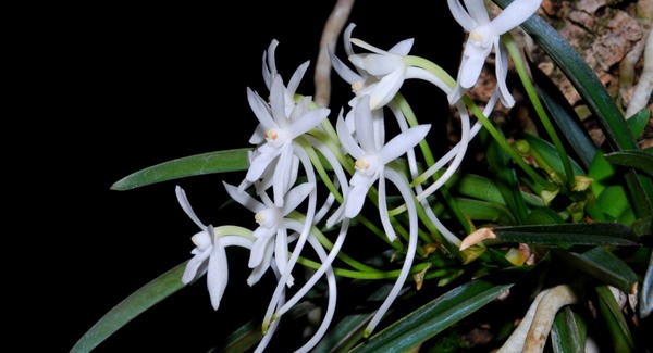 Orchidea Fesztivál és Vásár Budapesten