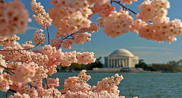 Cseresznyafa-virágzás Washingtonban