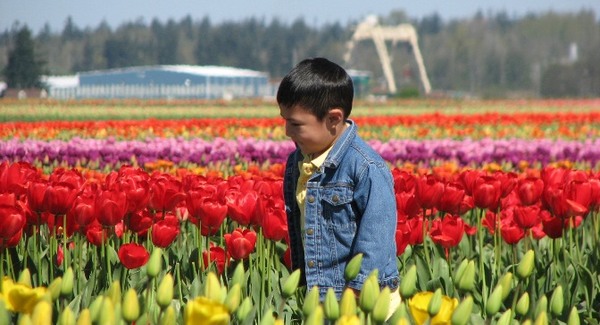 Tulipán fesztivál Skagit Valley