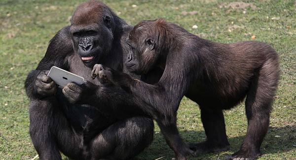 iPadet kaptak a gorillák