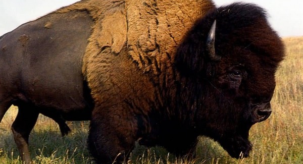 A buffalo visszatérésére készülnek az indián törzsek
