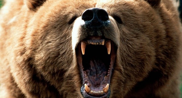 Megtépte a vadászt a grizzly