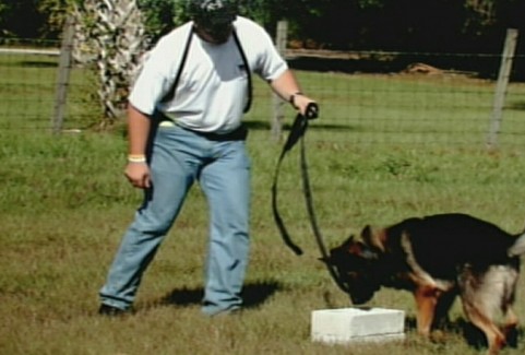 gerus-cadaver-dog-5-0607