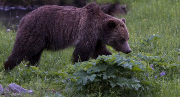 Grizzlymedve ölt a Yellowstone Nemzeti Parkban