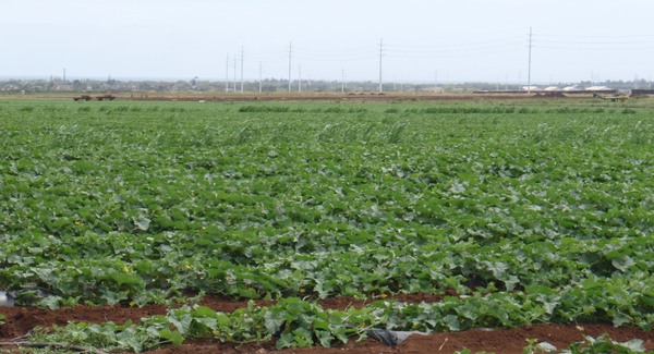 Nem állt meg a rabszolgatartás vádja