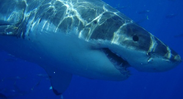 Azori-szigeteken üléseztek a fideszes megyei elnökök